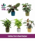 Calathea