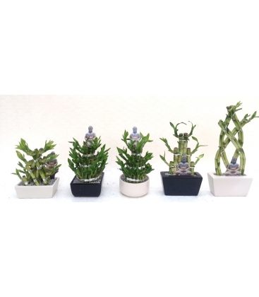 Dracaena