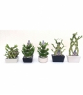Dracaena