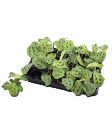 Maranta