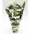 Stephanotis