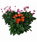 Gerbera