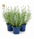 Lavandula