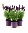Lavandula