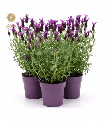 Lavandula
