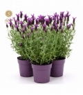 Lavandula