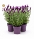 Lavandula