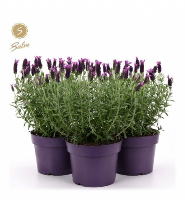 Lavandula