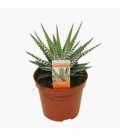 Haworthia