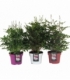 Astilbe