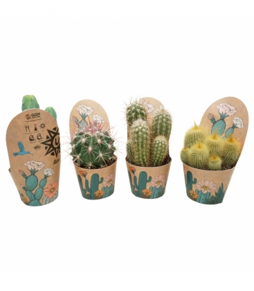 Cactus