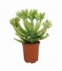 Euphorbia