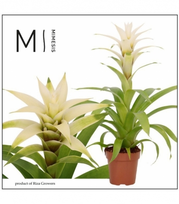 Guzmania