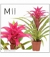 Guzmania