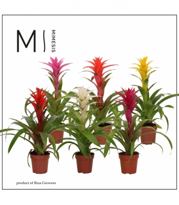 Guzmania