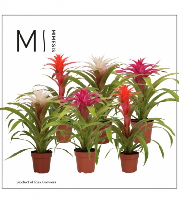 Guzmania