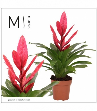 Vriesea
