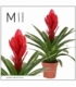 Vriesea