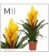 Vriesea