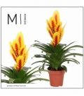 Vriesea