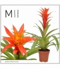 Guzmania