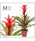 Guzmania