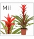 Guzmania