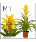 Guzmania