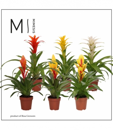 Bromelia
