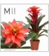 Guzmania