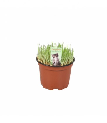 Hordeum