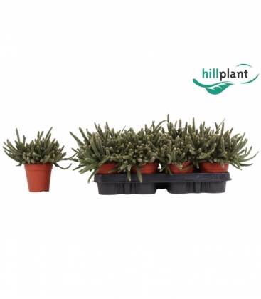Rhipsalis