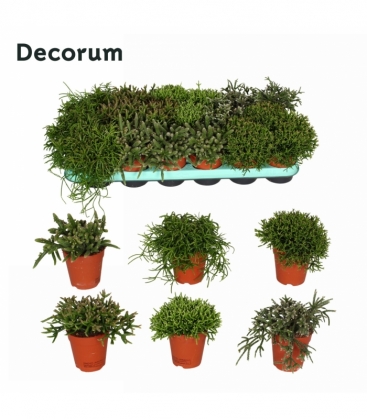 Rhipsalis
