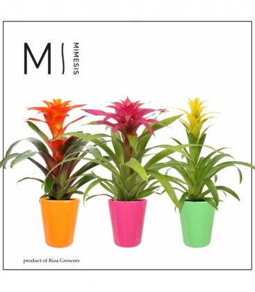 Guzmania