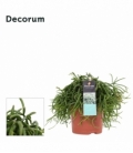 Rhipsalis