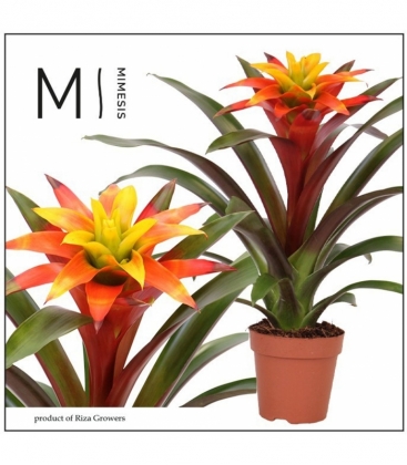 Guzmania