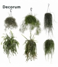 Rhipsalis