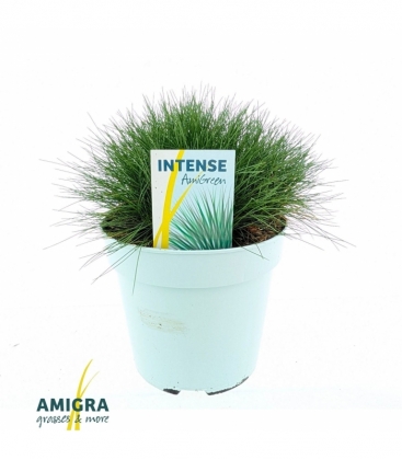 Festuca