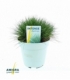 Festuca