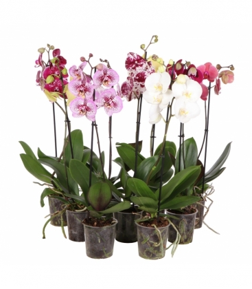 Phalaenopsis
