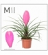 Tillandsia