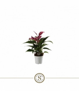 Anthurium