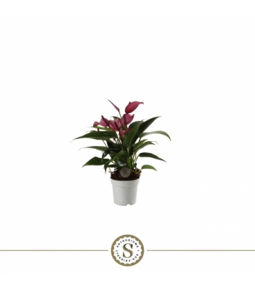 Anthurium