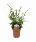 Pteris