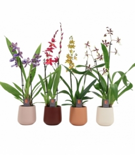 Orchids