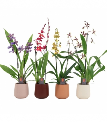 Orchids