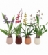 Orchids