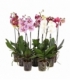 Phalaenopsis