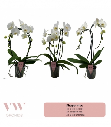 Phalaenopsis