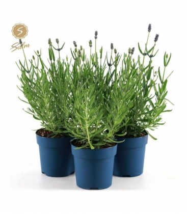 Lavandula